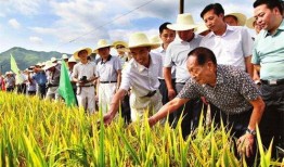 吃瓜爆料袁隆平视频播放,揭秘杂交水稻背后的故事